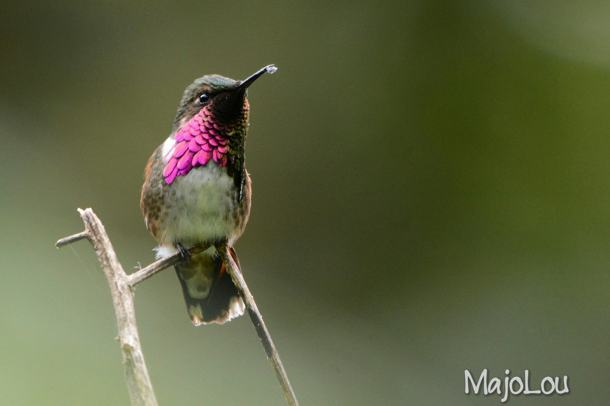 Wine-throated Hummingbird - ML38226991