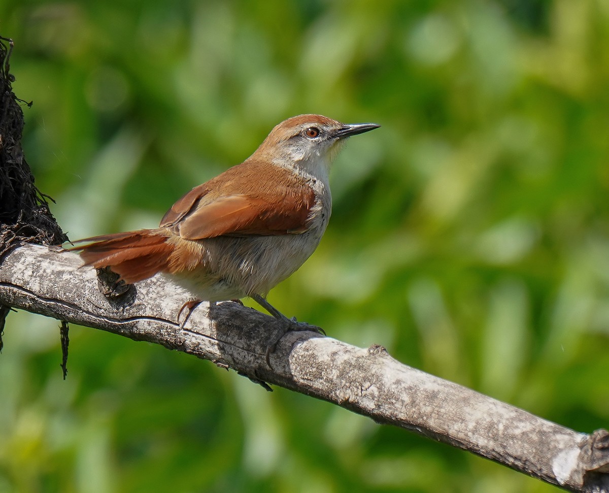 Yellow-chinned Spinetail - ML382271321