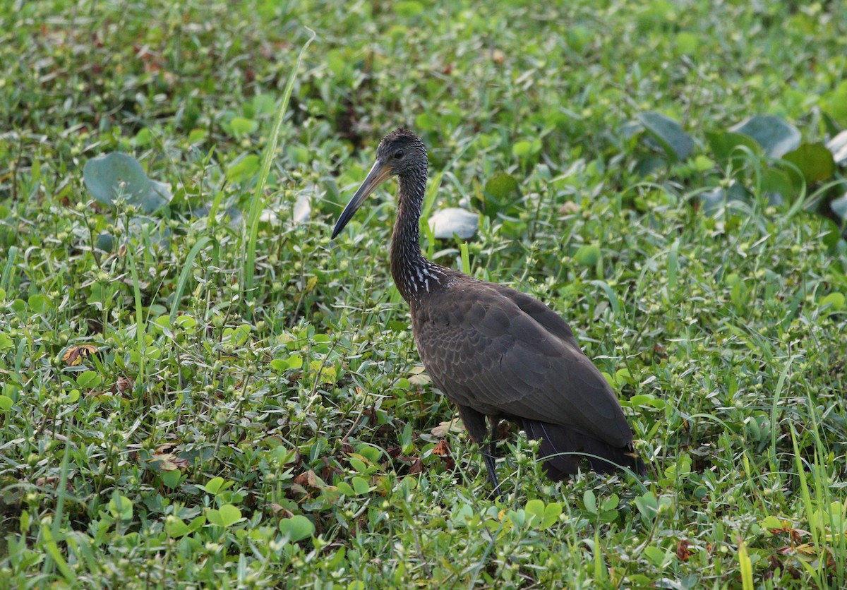 Limpkin (Brown-backed) - ML382274151