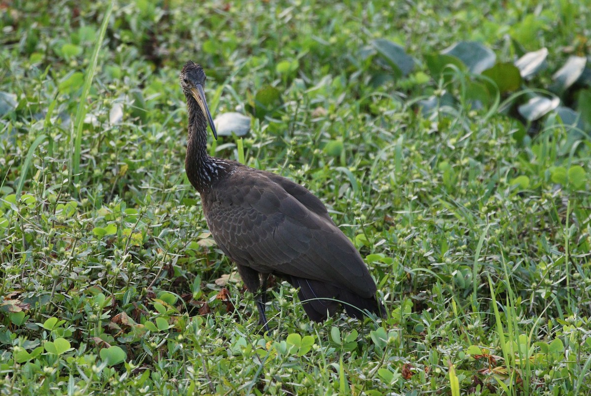Limpkin (Brown-backed) - ML382274181