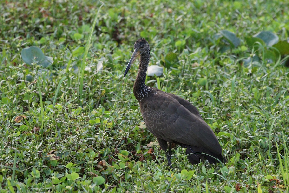 Limpkin (Brown-backed) - ML382274201