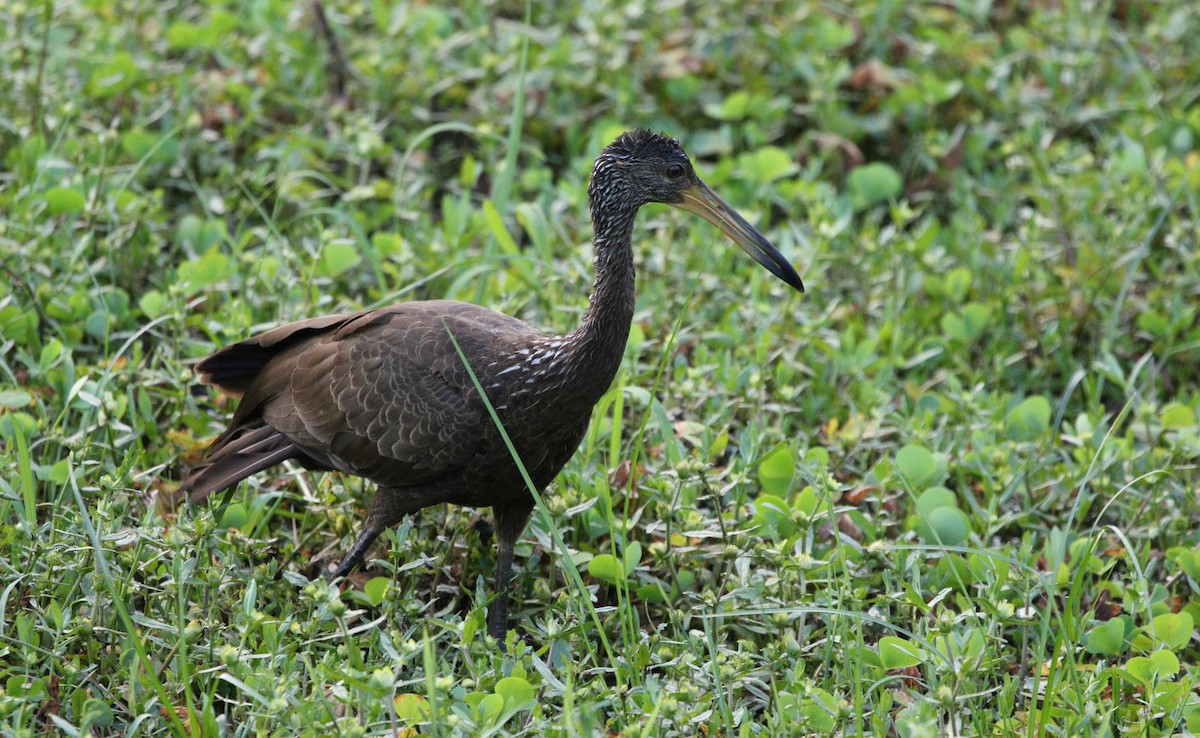 Limpkin (Brown-backed) - ML382274211