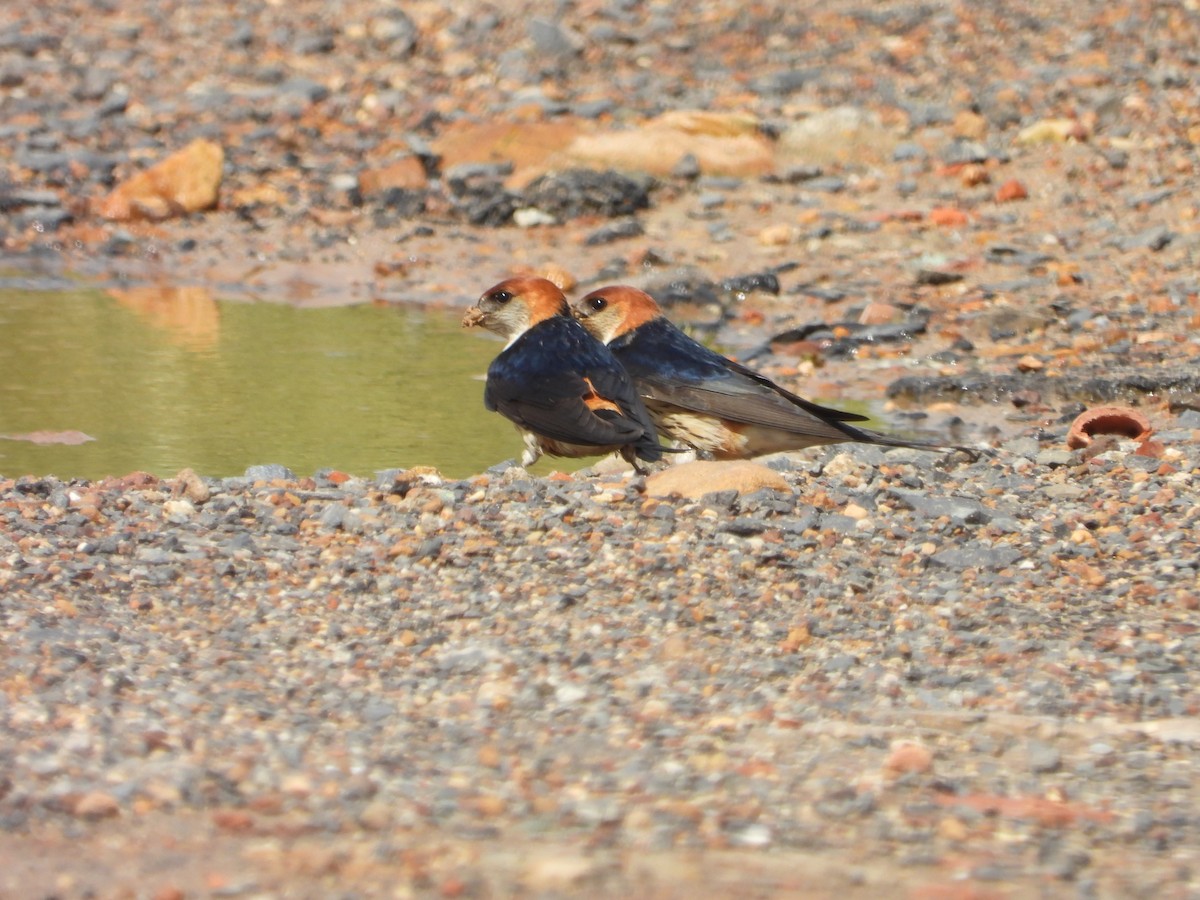 Greater Striped Swallow - Timothy Whitehead