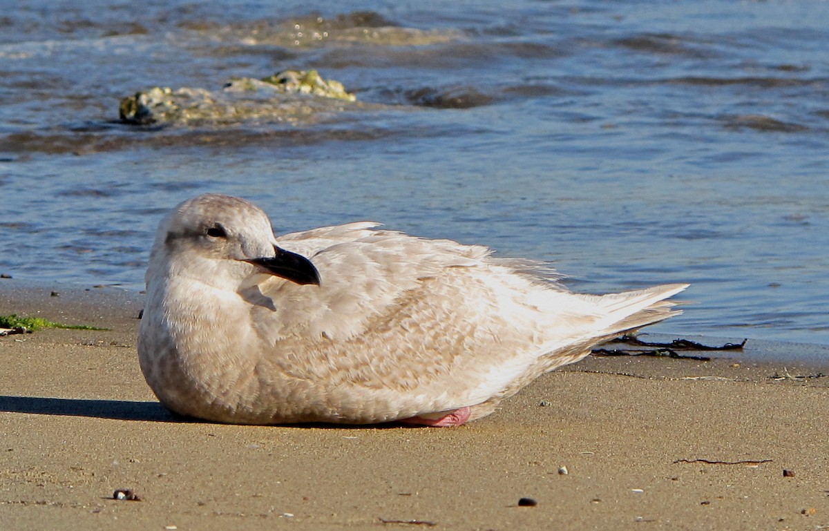 Glaucous-winged Gull - Paul Fenwick