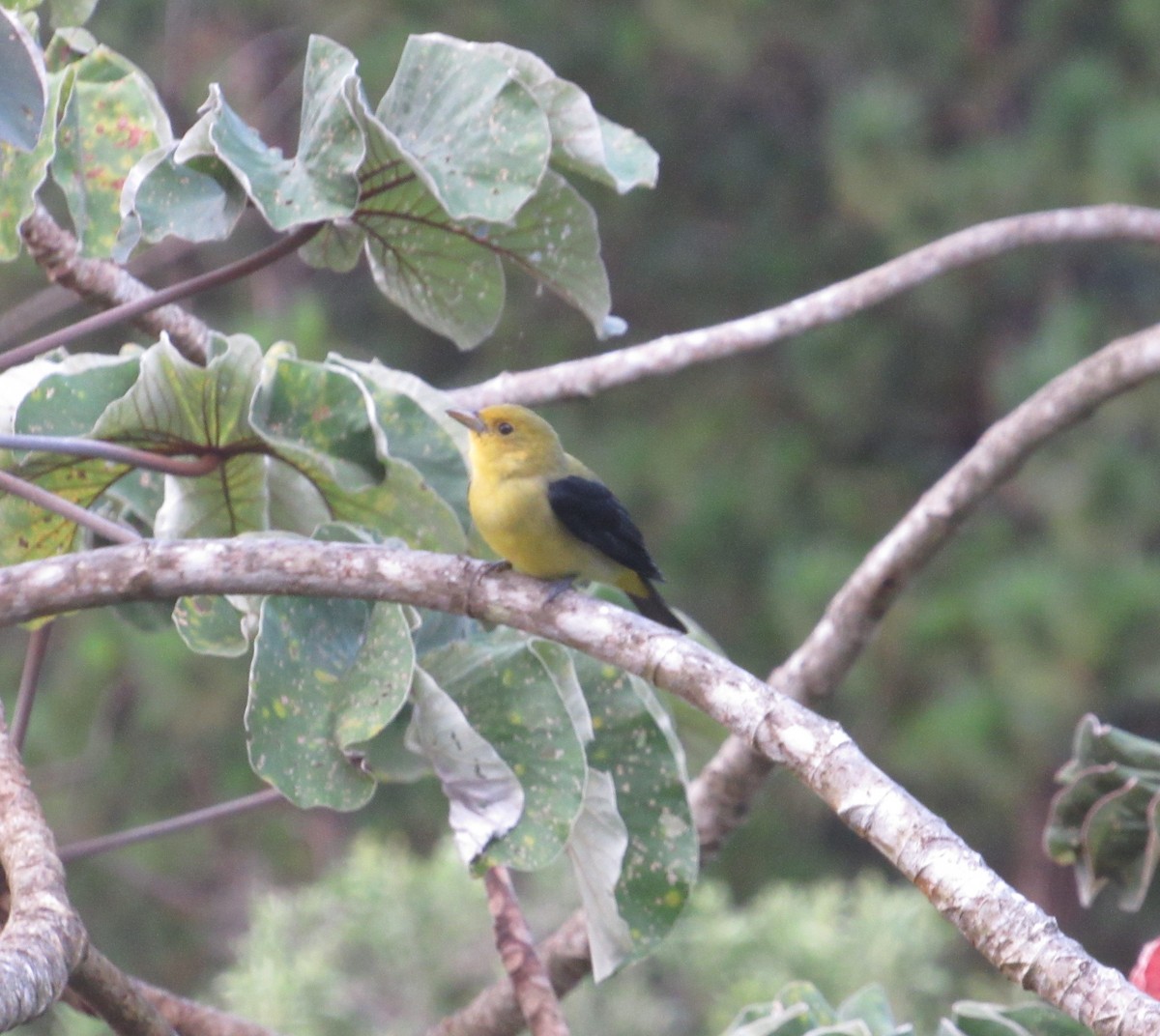 Scarlet Tanager - Lorraine Cowl