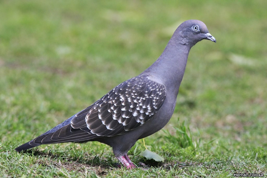 Spot-winged Pigeon - ML38227871