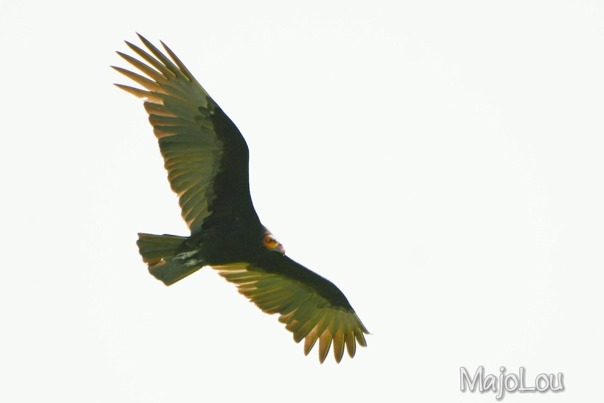 Lesser Yellow-headed Vulture - ML38228091