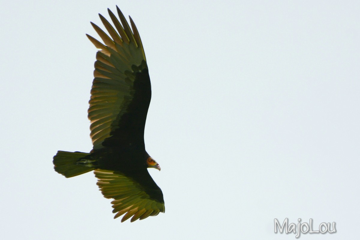 Lesser Yellow-headed Vulture - ML38228131