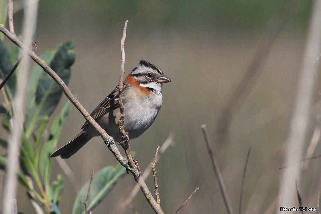 Rufous-collared Sparrow - ML38228151