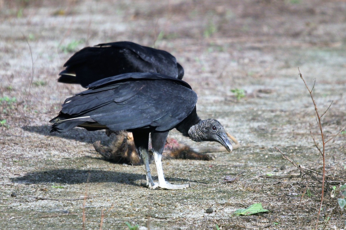 Black Vulture - ML382282101