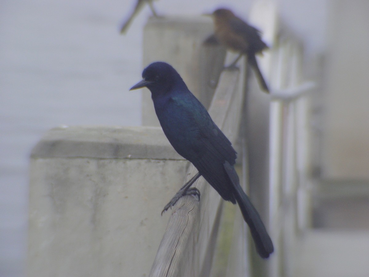 Boat-tailed Grackle - ML38228731