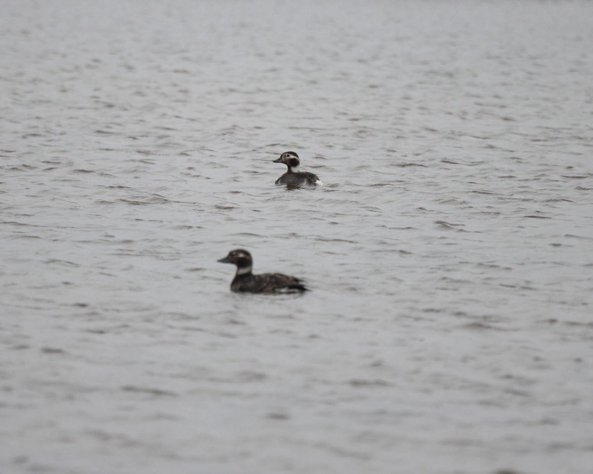 Long-tailed Duck - ML382290941