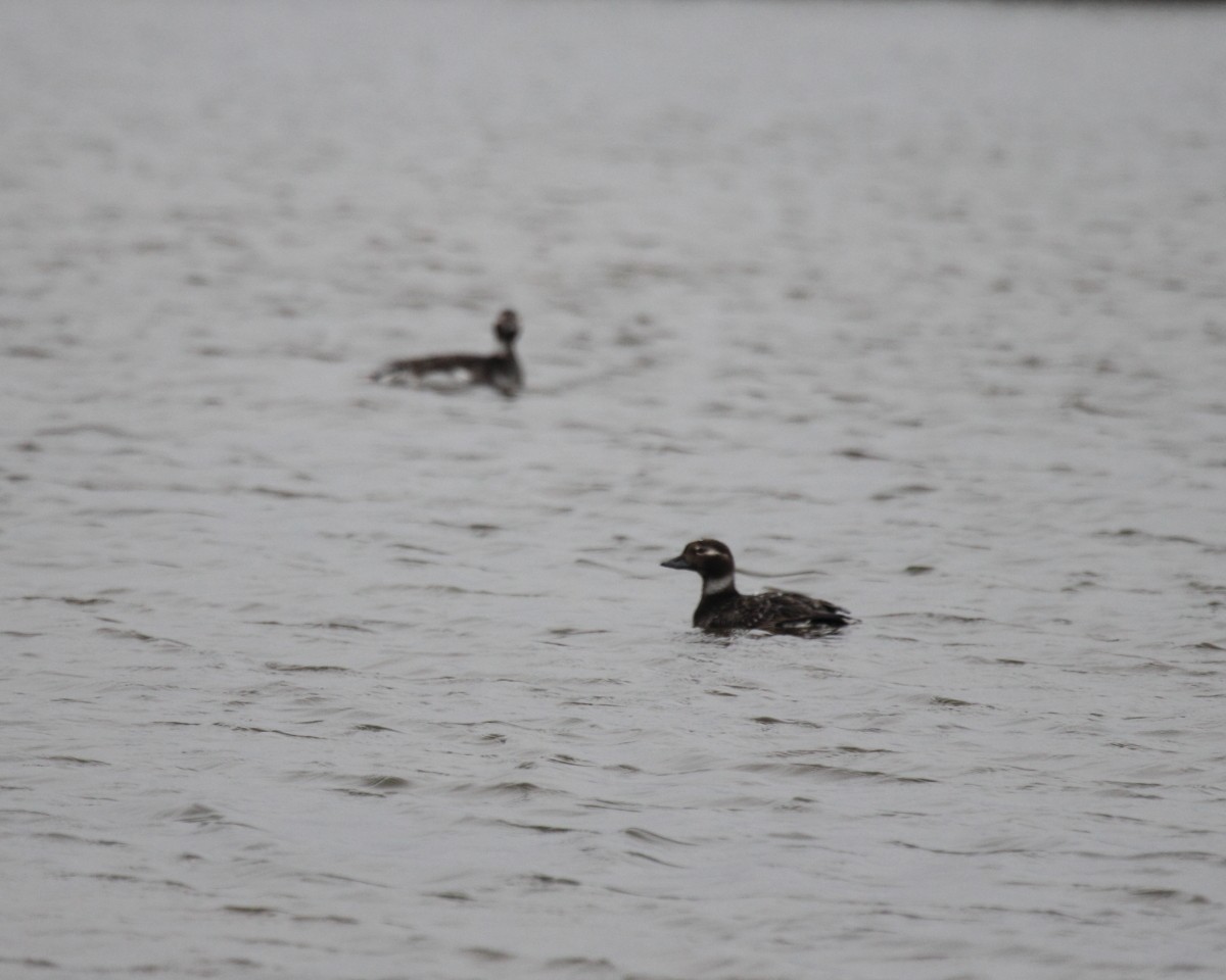 Long-tailed Duck - ML382290951
