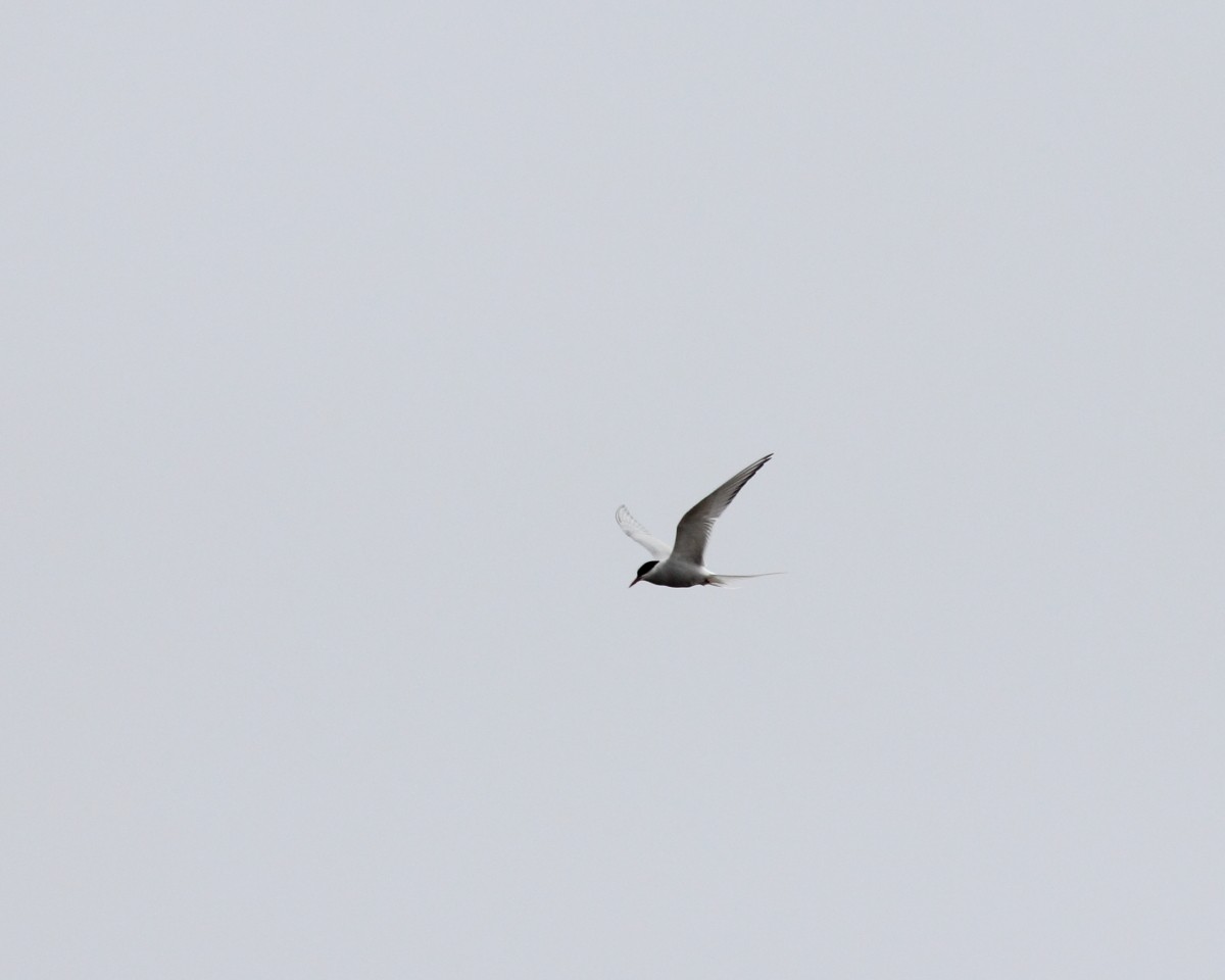 Arctic Tern - ML382291001