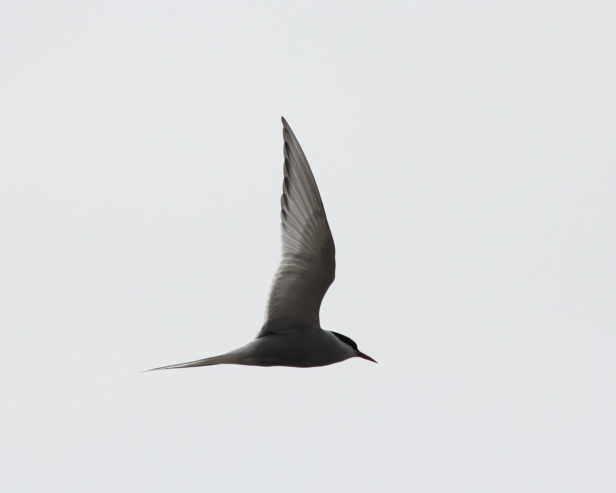 Arctic Tern - ML382291171