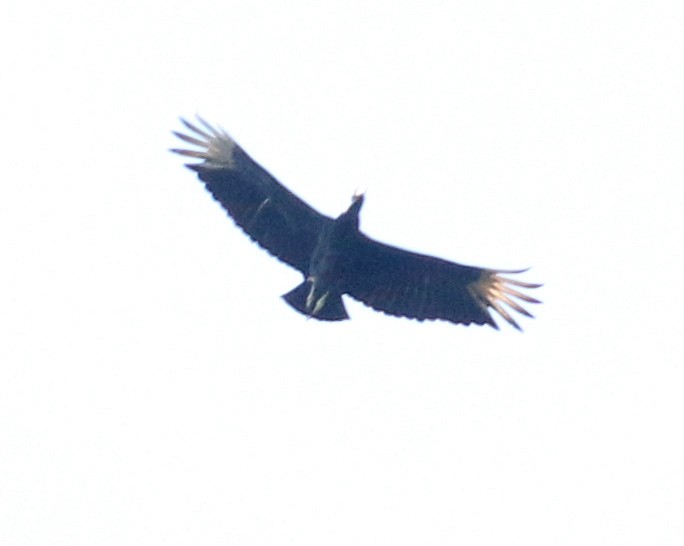Black Vulture - ML382295491