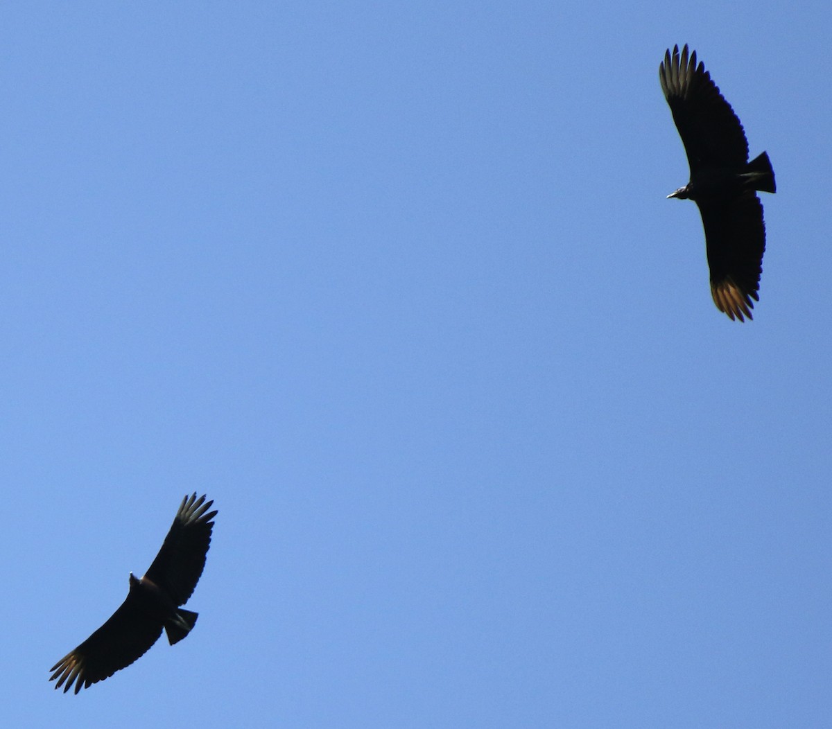 Black Vulture - ML382295501