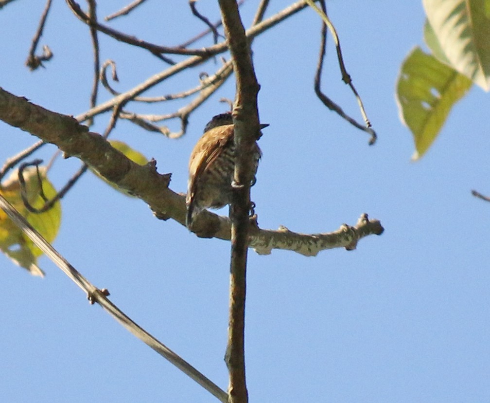 White-barred Piculet - ML382296351