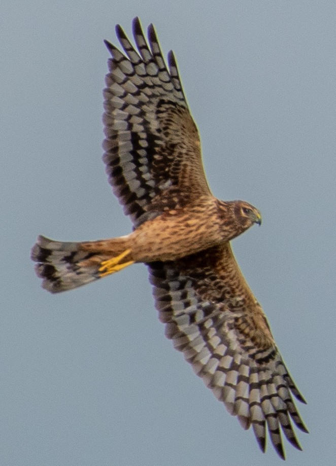 Northern Harrier - Brian Young