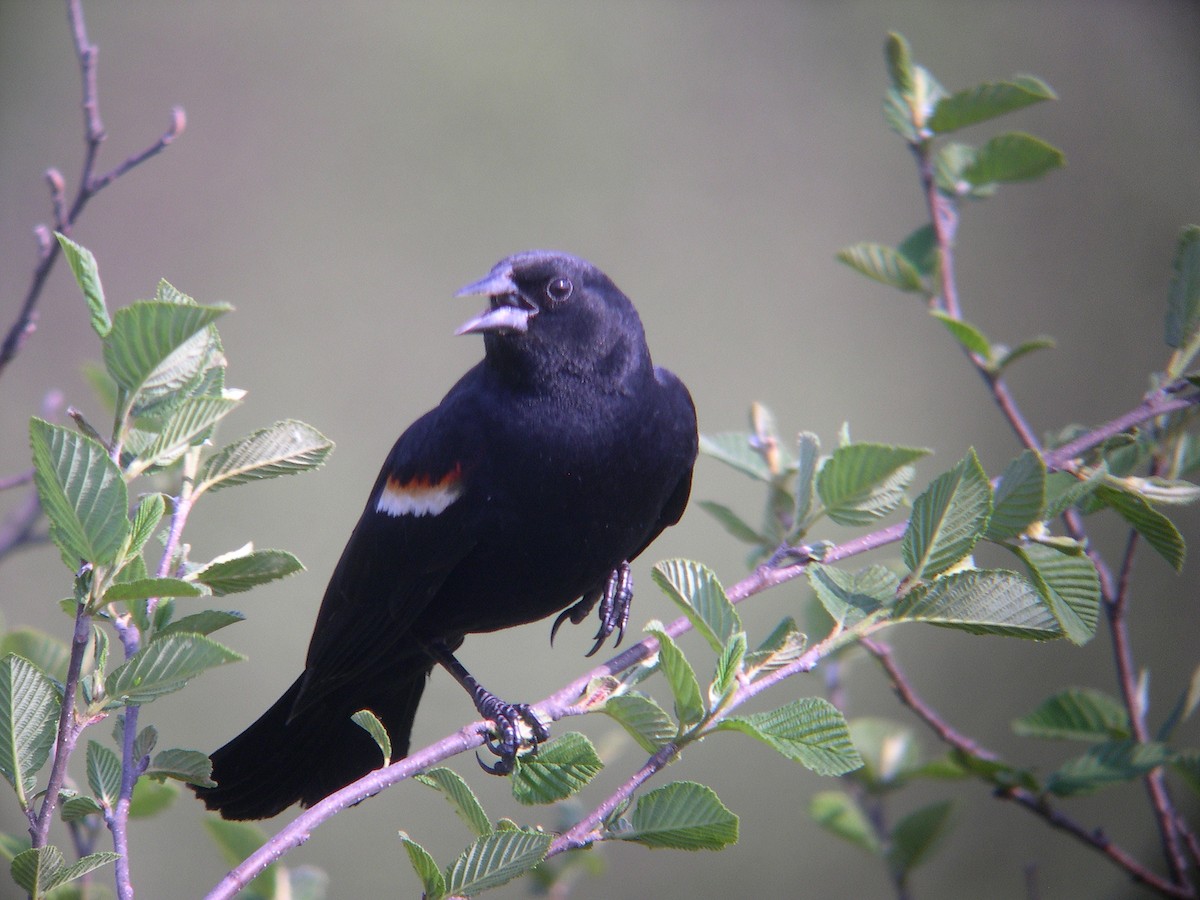 Red-winged Blackbird (Red-winged) - Tim Lenz