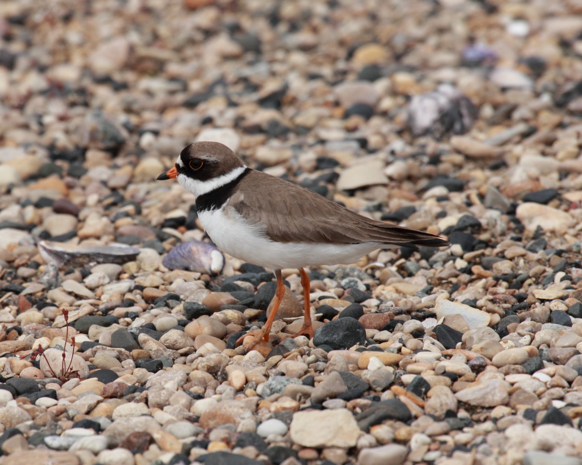 Semipalmated Plover - ML382301061
