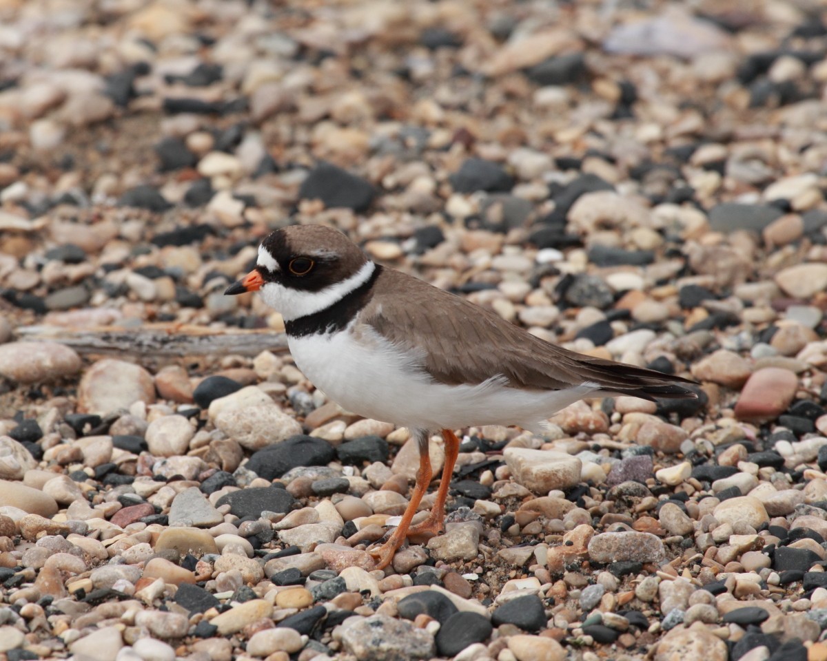 Semipalmated Plover - Mike V.A. Burrell