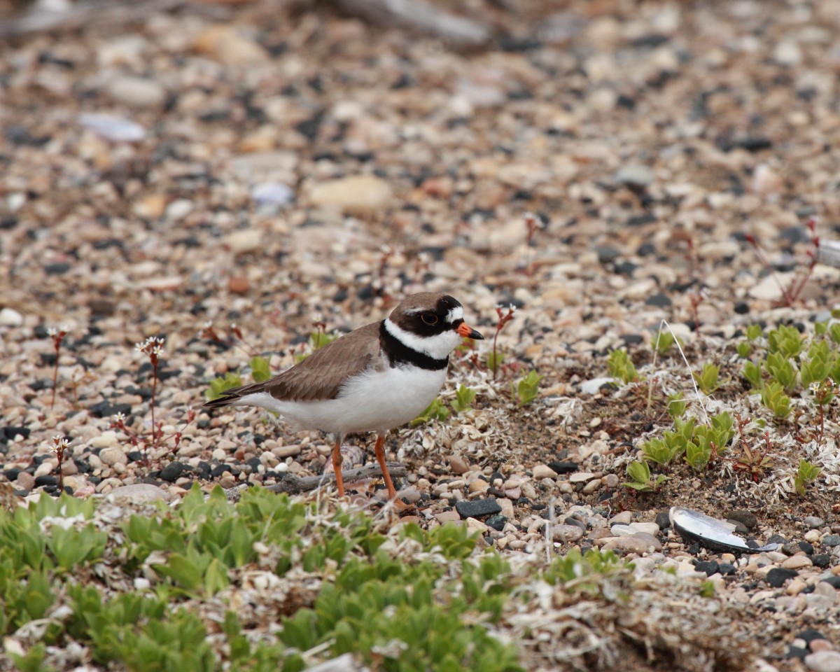 Semipalmated Plover - ML382301081