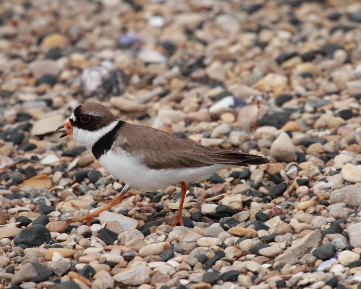 Semipalmated Plover - ML382301111