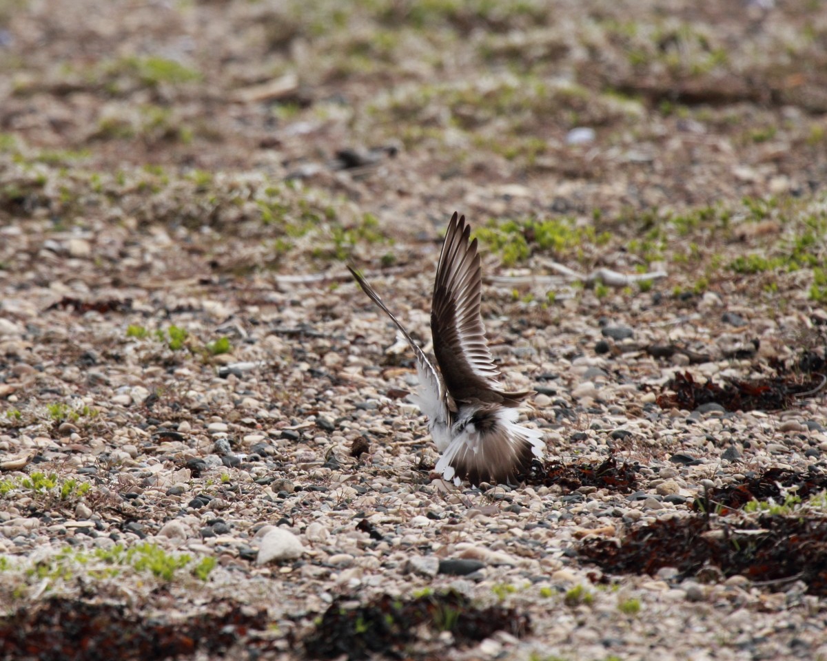 Semipalmated Plover - ML382301241