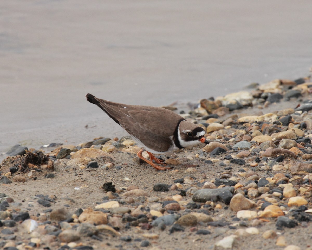 Semipalmated Plover - ML382301251