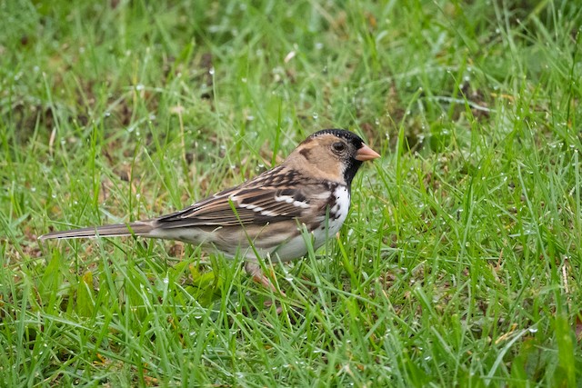 Harris's Sparrow