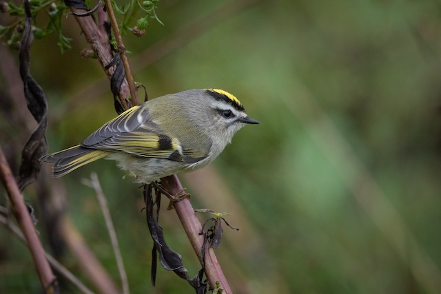 Golden-crowned Kinglet