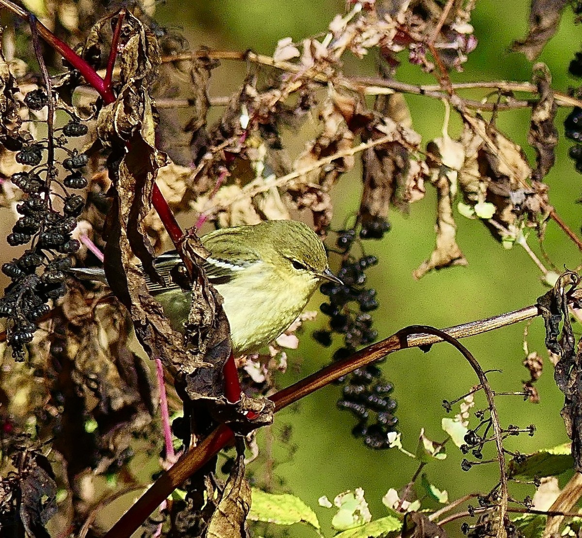 Blackpoll Warbler - Russell Taylor