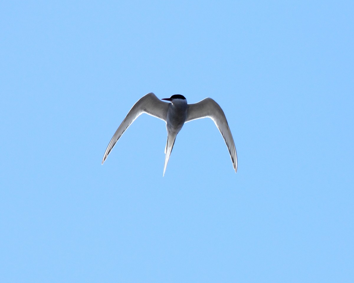 Arctic Tern - ML382303611