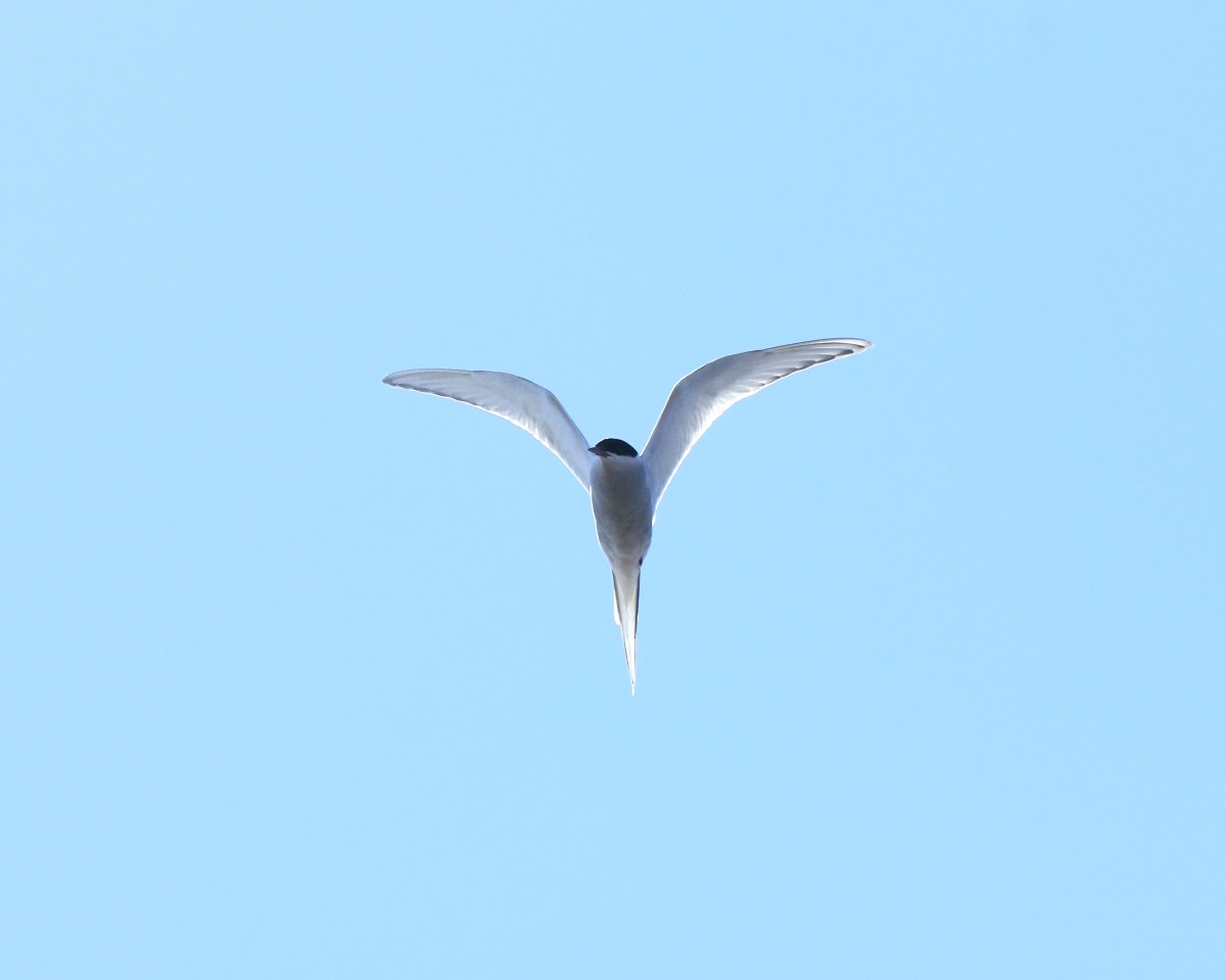 Arctic Tern - ML382303691