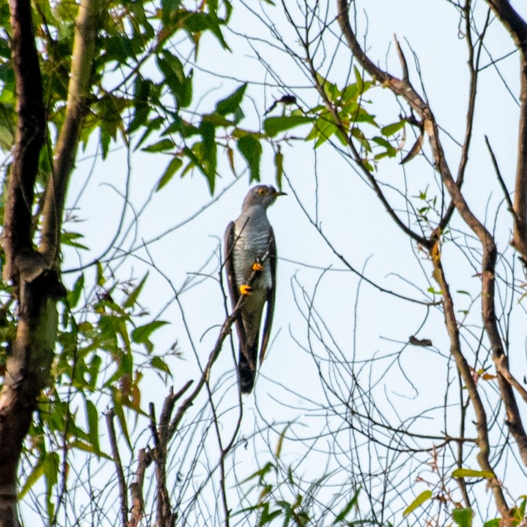 Common Cuckoo - ML382305111