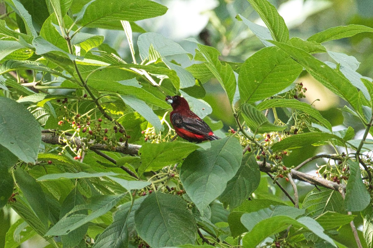 Crimson-backed Tanager - Tracy McCarthey