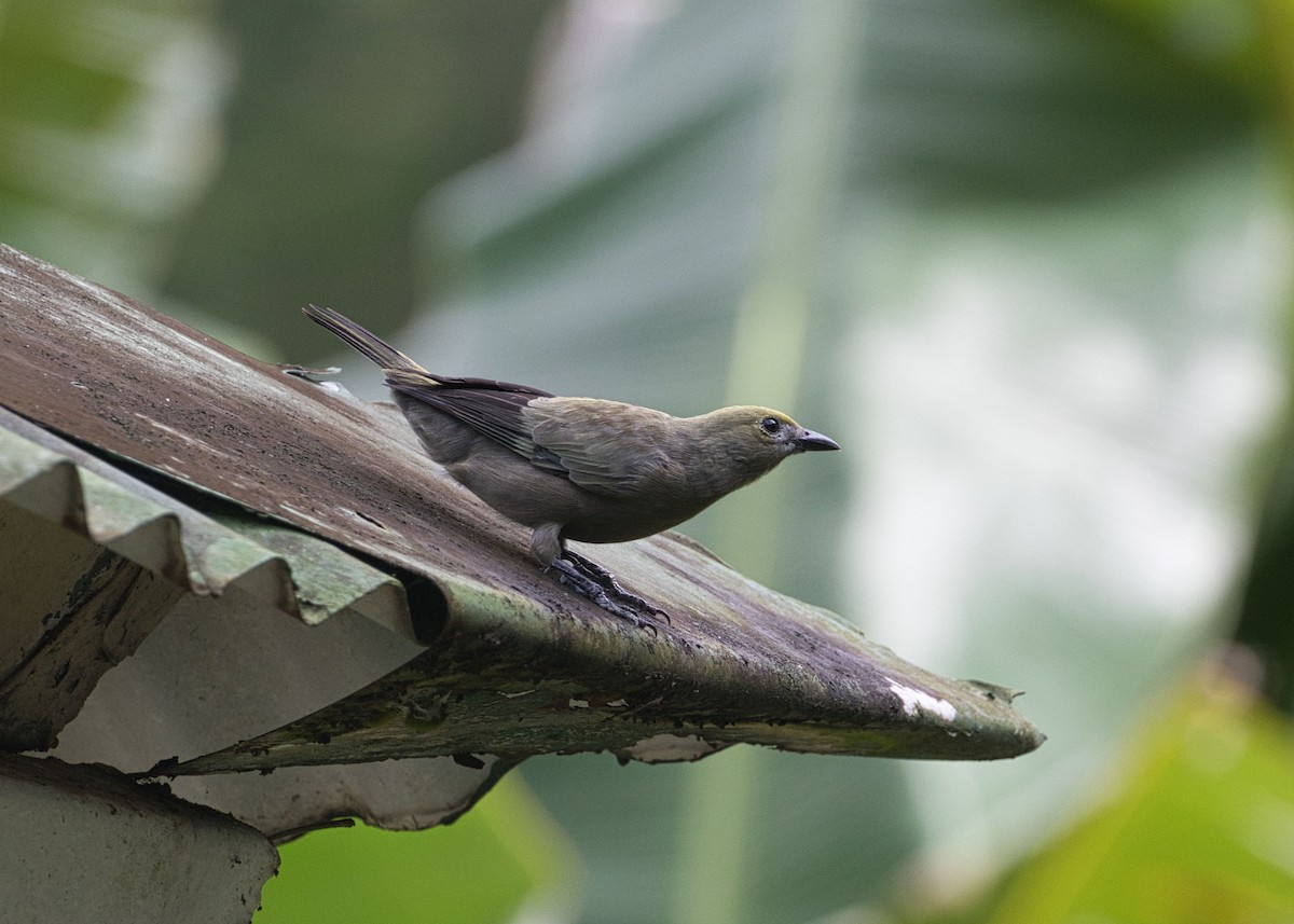 Palm Tanager - ML382312531