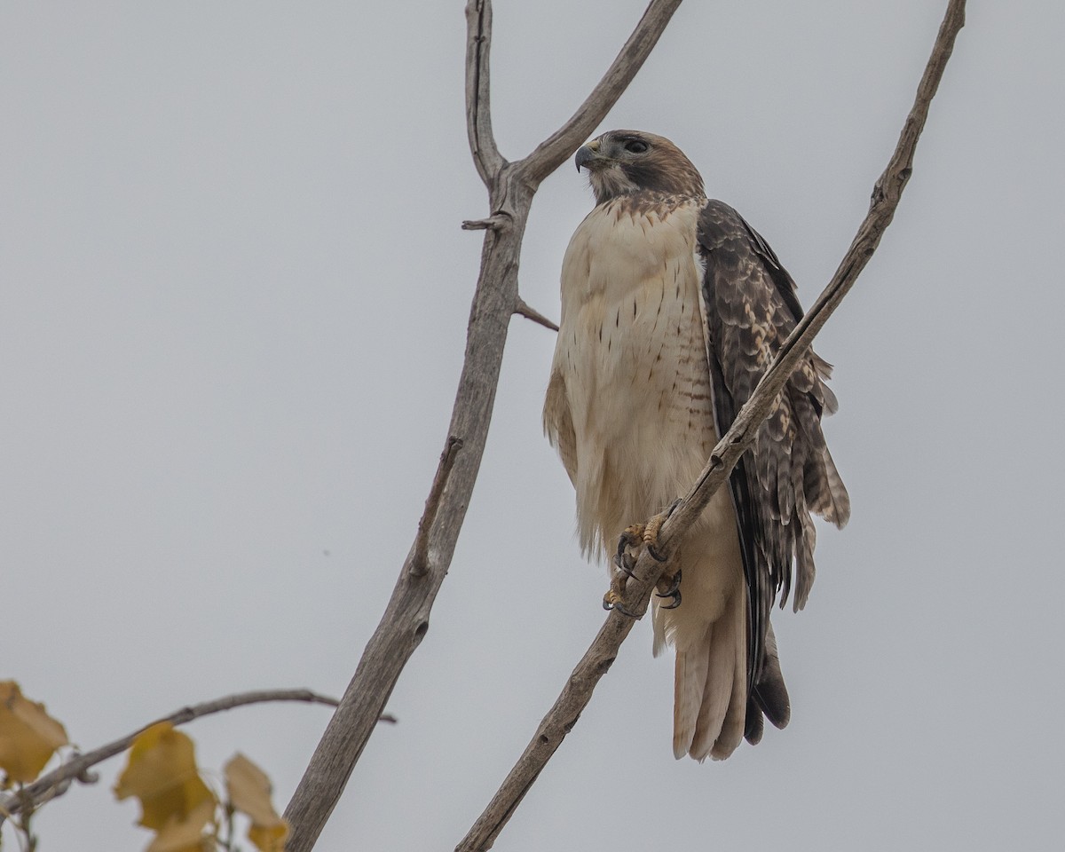 Red-tailed Hawk - Bruce Cyganowski
