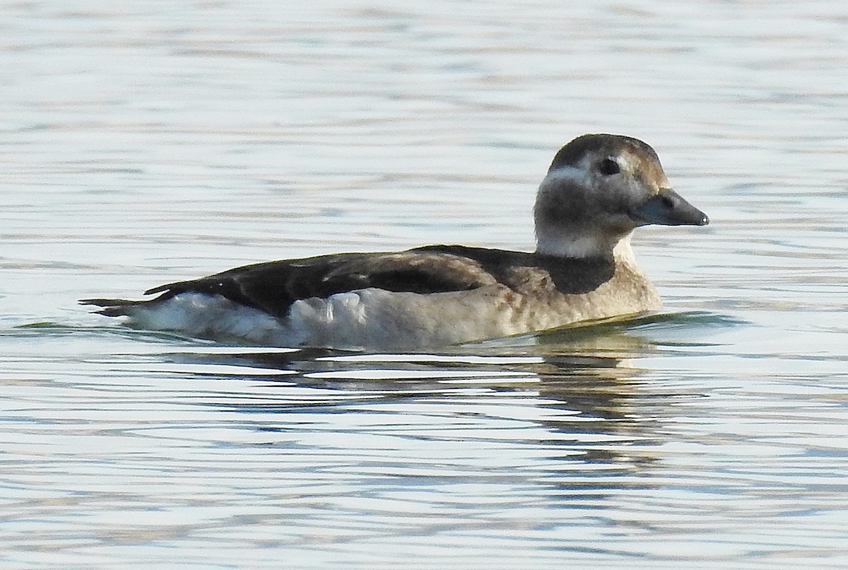 Long-tailed Duck - ML38231711