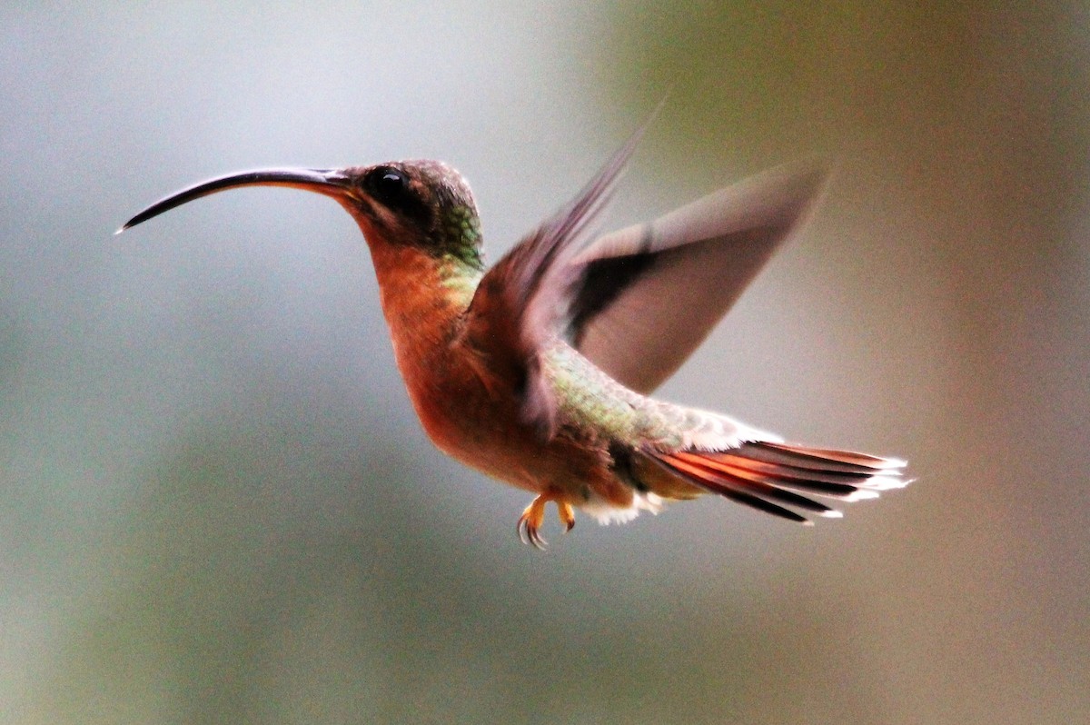 Rufous-breasted Hermit - ML382328931