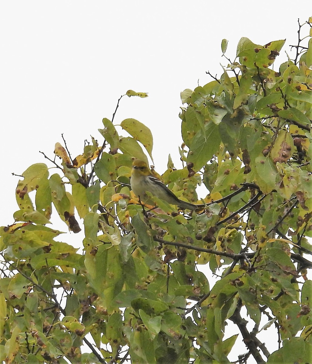 Black-throated Green Warbler - ML382331731