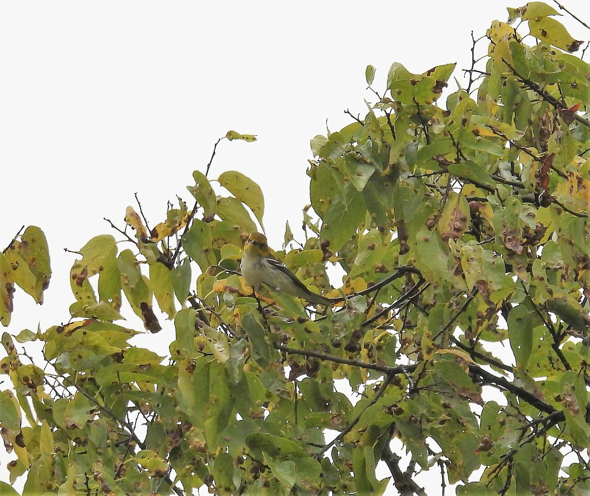 Black-throated Green Warbler - ML382331941