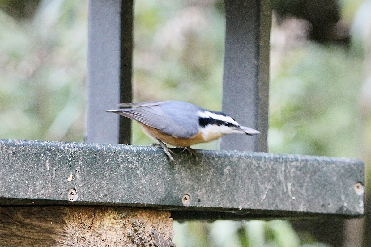 Red-breasted Nuthatch - ML382342661