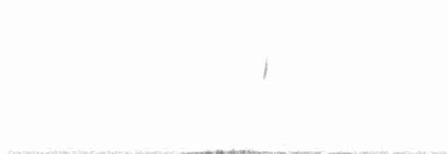 Cinereous Ground-Tyrant - ML382347071