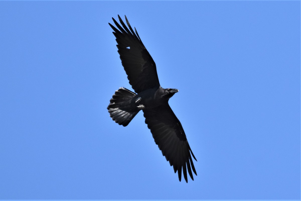 Common Raven - ML382348821
