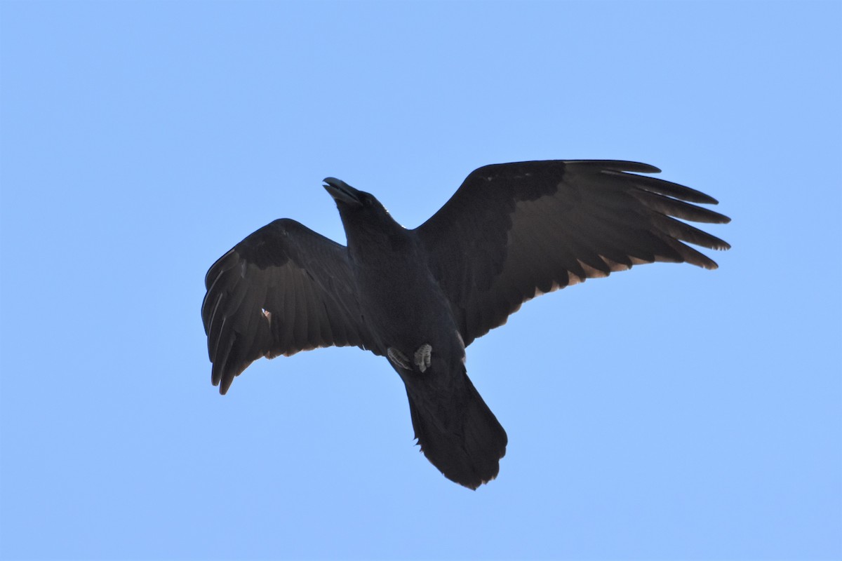 Common Raven - Chip Davis