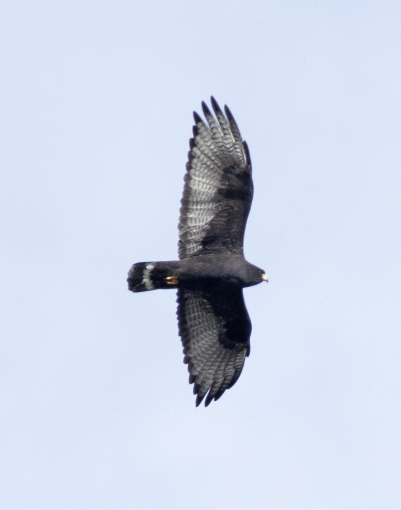 Zone-tailed Hawk - ML382349211
