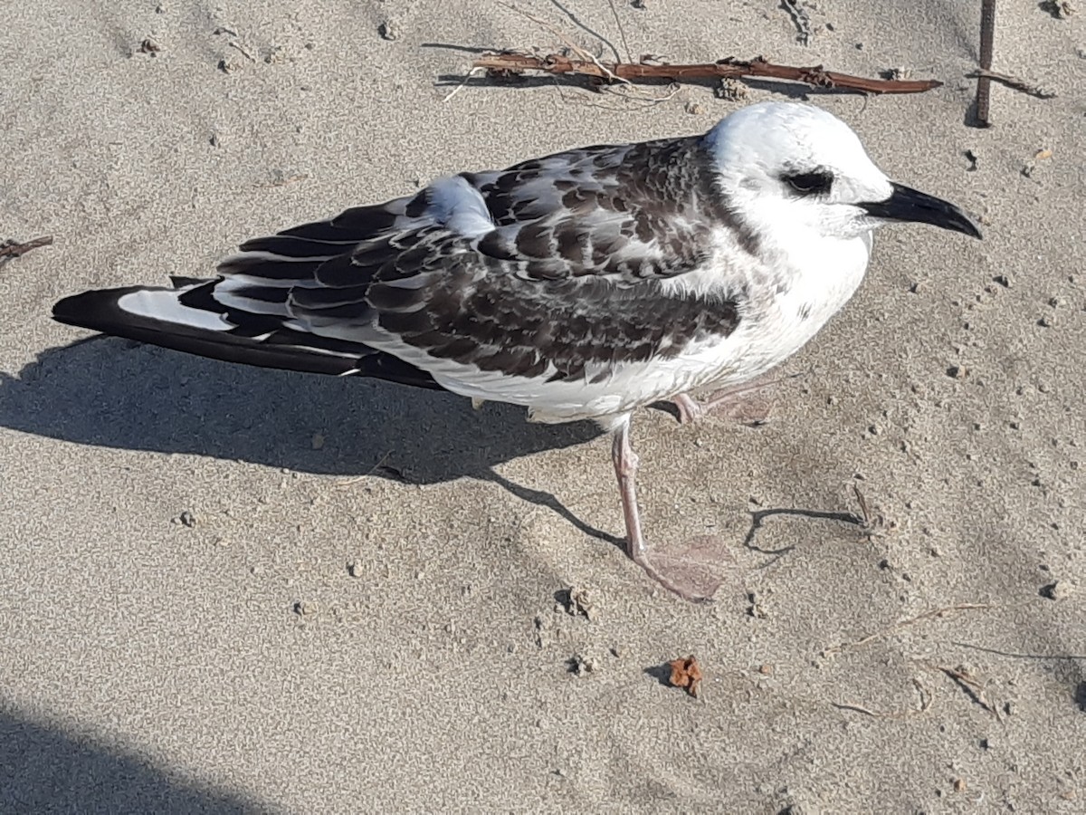 Swallow-tailed Gull - ML382354951