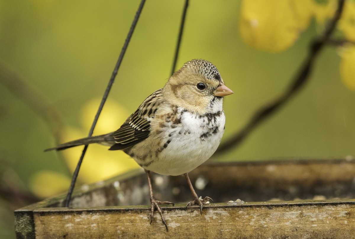 Harris's Sparrow - Ian Routley